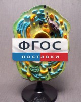 Модель "Клетка растения" - fgospostavki.ru - Петропавловск-Камчатский