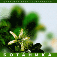 Ботаника. (Цифровая база изображений) - fgospostavki.ru - Петропавловск-Камчатский