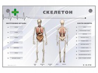 Электрифицированный стенд-тренажер "Скелетон" - fgospostavki.ru - Петропавловск-Камчатский