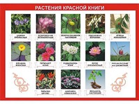 Таблица демонстрационная "Растения Красной книги" (винил 100*140) - fgospostavki.ru - Петропавловск-Камчатский