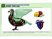 Рельефная таблица "Внутреннее строение голубя" (формат А1, матовое ламинирование) - fgospostavki.ru - Петропавловск-Камчатский