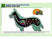 Рельефная таблица "Внутреннее строение собаки" (формат А1, матовое ламинирование) - fgospostavki.ru - Петропавловск-Камчатский