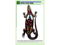 Рельефная таблица "Внутреннее строение ящерицы" (формат А1, матовое ламинирование) - fgospostavki.ru - Петропавловск-Камчатский