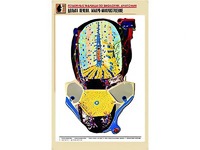 Рельефная таблица "Долька печени. Макро-микростроение" (формат А1, матовое ламинирование) - fgospostavki.ru - Петропавловск-Камчатский