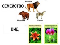 Модель-аппликация "Классификация растений и животных" (ламинированная) - fgospostavki.ru - Петропавловск-Камчатский