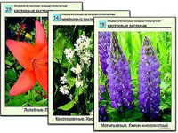Гербарий фотографический "Основные группы растений" - fgospostavki.ru - Петропавловск-Камчатский
