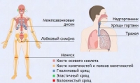 Интерактивные курсы. Биология 9 класс. Базовый. - fgospostavki.ru - Петропавловск-Камчатский