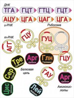 Модель-аппликация Биосинтез белка - fgospostavki.ru - Петропавловск-Камчатский