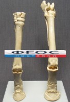 Скелет конечности лошади (передняя и задняя) на подставке - fgospostavki.ru - Петропавловск-Камчатский