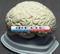 Модель "Мозг в разрезе" (белый) - fgospostavki.ru - Петропавловск-Камчатский