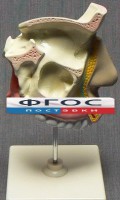 Модель "Разрез носоглотки" - fgospostavki.ru - Петропавловск-Камчатский