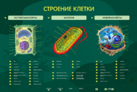 Электрифицированный стенд "Строение клетки" с маркерными полями - fgospostavki.ru - Петропавловск-Камчатский