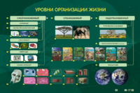 Электрифицированный стенд "Уровни организации жизни" - fgospostavki.ru - Петропавловск-Камчатский