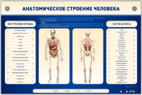 Электрифицированный стенд-тренажер c макетом скелета "Анатомическое строение человека" - fgospostavki.ru - Петропавловск-Камчатский