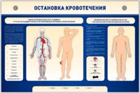 Электрифицированный стенд-тренажер "Остановка кровотечения" - fgospostavki.ru - Петропавловск-Камчатский