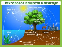 Стенд "Круговорот веществ" - fgospostavki.ru - Петропавловск-Камчатский
