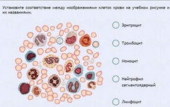 Интерактивные курсы. Биология 11 класс. Расширенный. - fgospostavki.ru - Петропавловск-Камчатский