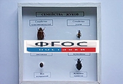 Коллекция "Семейство жуков" - fgospostavki.ru - Петропавловск-Камчатский