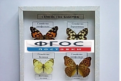 Коллекция "Семейство бабочек" - fgospostavki.ru - Петропавловск-Камчатский
