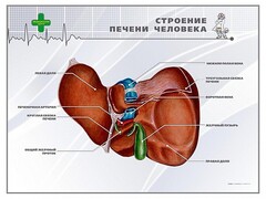 Стенд "Строение печени человека" - fgospostavki.ru - Петропавловск-Камчатский