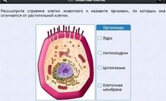 Интерактивные курсы. Биология 8 класс. Базовый - fgospostavki.ru - Петропавловск-Камчатский