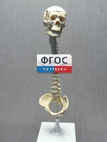 Модель "Позвоночник с черепом и тазом" - fgospostavki.ru - Петропавловск-Камчатский