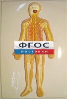 Модель барельефная "Нервная система человека" - fgospostavki.ru - Петропавловск-Камчатский