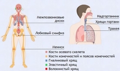 Интерактивные курсы. Биология 9 класс. Базовый. - fgospostavki.ru - Петропавловск-Камчатский