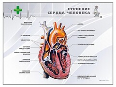 Стенд "Строение сердца человека" - fgospostavki.ru - Петропавловск-Камчатский