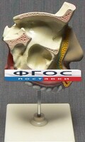 Модель "Разрез носоглотки" - fgospostavki.ru - Петропавловск-Камчатский