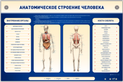 Электрифицированный стенд-тренажер c макетом скелета "Анатомическое строение человека" - fgospostavki.ru - Петропавловск-Камчатский