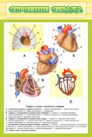 Стенд "Строение сердца" - fgospostavki.ru - Петропавловск-Камчатский