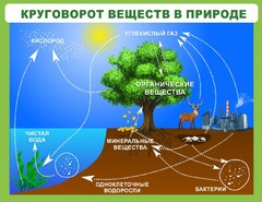 Стенд "Круговорот веществ" - fgospostavki.ru - Петропавловск-Камчатский