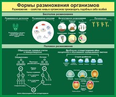Стенд "Формы размножения организмов" - fgospostavki.ru - Петропавловск-Камчатский