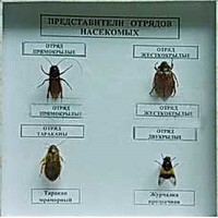 Коллекция энтомологическая "Представители отряда насекомых" - fgospostavki.ru - Петропавловск-Камчатский