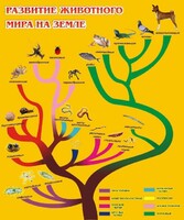 Стенд "Развитие животного мира на земле" - fgospostavki.ru - Петропавловск-Камчатский