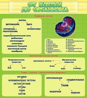 Стенд "От клетки до организма" - fgospostavki.ru - Петропавловск-Камчатский