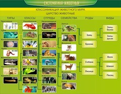 Стенд "Систематика животных" - fgospostavki.ru - Петропавловск-Камчатский