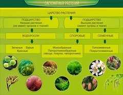 Стенд "Систематика растений" - fgospostavki.ru - Петропавловск-Камчатский