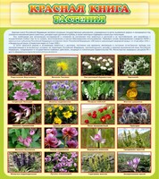 Стенд "Красная книга - растения" - fgospostavki.ru - Петропавловск-Камчатский