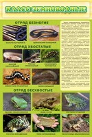 Стенд "Класс земноводные" - fgospostavki.ru - Петропавловск-Камчатский