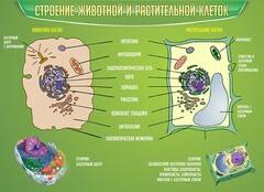 Стенд "Строение животной и растительной клеток" - fgospostavki.ru - Петропавловск-Камчатский