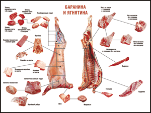 Таблица "Правила разделки мясных туш. Баранина и ягнятина" (100х140 сантиметров, винил) - fgospostavki.ru - Петропавловск-Камчатский