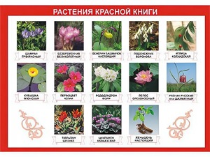 Таблица демонстрационная "Растения Красной книги" (винил 70*100) - fgospostavki.ru - Петропавловск-Камчатский