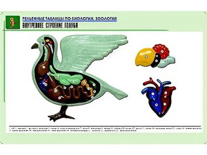 Рельефная таблица "Внутреннее строение голубя" (формат А1, матовое ламинирование) - fgospostavki.ru - Петропавловск-Камчатский