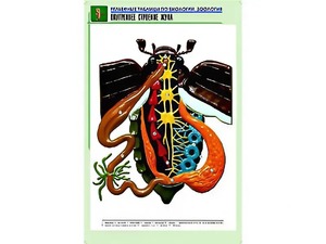 Рельефная таблица "Внутреннее строение жука" (формат А1, матовое ламинирование) - fgospostavki.ru - Петропавловск-Камчатский