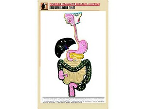 Рельефная таблица "Пищеварительный тракт" (формат А1, матовое ламинирование) - fgospostavki.ru - Петропавловск-Камчатский