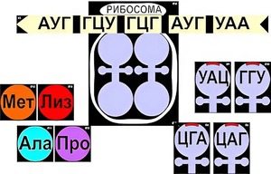 Модель-аппликация "Биосинтез белка" (ламинированная) - fgospostavki.ru - Петропавловск-Камчатский