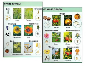 Коллекция "Семена и плоды" - fgospostavki.ru - Петропавловск-Камчатский