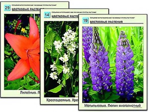 Гербарий фотографический "Основные группы растений" - fgospostavki.ru - Петропавловск-Камчатский